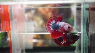 Live Betta Fish Male Fancy RED WHITE BLUE Halfmoon Plakat