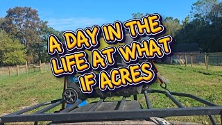 A day in the life at What If Acres