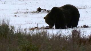 I Found the Grizzly...Then the Snow Revealed a Secret
