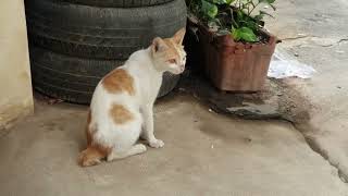 White cat with boom very funny