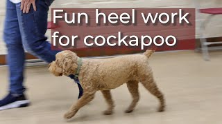 Cockapoo having fun doing heel walking moves