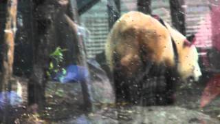ジャイアントパンダ　リーリー　上野動物園　2011/5/28  part.2