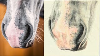 Lorna Dandy Draws A Horses Nose In Coloured Pencil S1E6