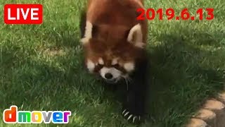 レッサーパンダ 后ちゃん アドベンチャーワールド AWS Red panda Adventure World【LIVE】