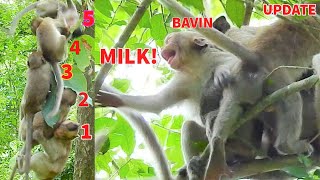 OMG!Poor Baby Bavin Monkey Cry Milk From Mum Blacky|Why Mum Not Care?|Dustin Enjoy Play With Friends