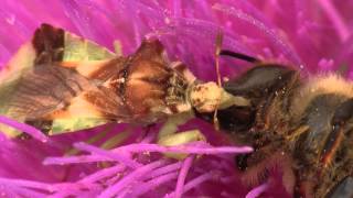 Ambush Bug Bonanza