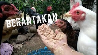 Ayam Kampungku Di Pagi Hari