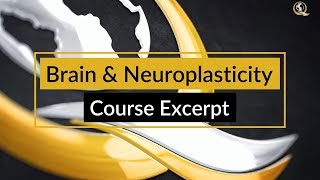 Brain Neuroplasticity - Course Excerpt - Quantum University
