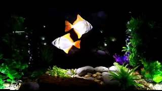 Aquarium Fish (Hologram)