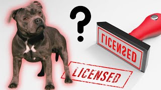 Should Owning a Staffy Require a License?