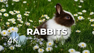 Rabbit Relaxation Film | Rabbit Video 4k | Amazing 4k Video Of Cute Rabbits In Action