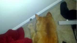 Kitty chasing a frog