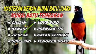 MASTERAN MURAI BATU FULL ISIAN TEMBAKAN KASAR‼️ BIKIN MURAI BATU APAPUN LANGSUNG BUNYI