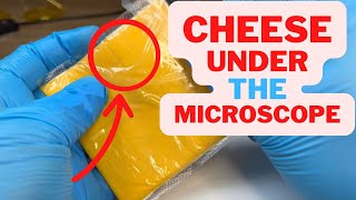You won't believe what I found in this plastic CHEESE!