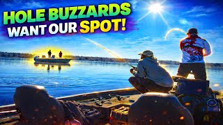 Hole Buzzards Love When You Find Fish For Them...