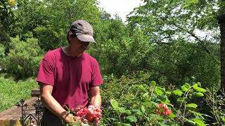 Garden Update: Margo Koster Rose