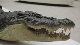 PB Behind The Scenes: The National Museum of Natural Science