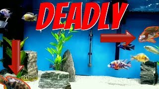 DEADLIEST DISEASE To Infect These Aquarium Fish