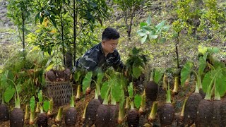 Harvesting taro and renovating the melon garden after being released from prison.
