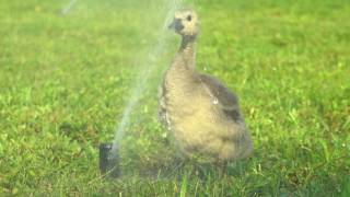 Moment: Duck