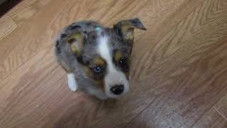 Puppy Sitting!