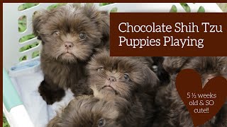Brown Shih Tzu Puppies Playing - Shih Tzu Loves To Cuddle - Tiny Shih Tzu Puppy - Liver Shih Tzu