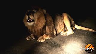 Ayyappanum Koshiyum Lion vs Tiger
