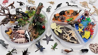 6 world Diorama For Animals - Jungle Safari Ocean Dinosaurs
