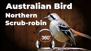 This bird wants you to chill | Northern scrub robin | #Ambisonic #surroundsound #australianbirds