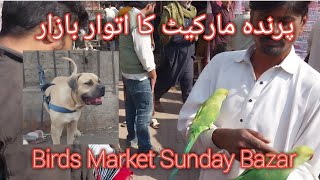 Birds Bazar | Pet Animals | Saddar Karachi| Sunday Bazar | Parinda Market | Zaal Meem Channel