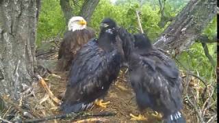 Bald Eagle Live Decorah,Iowa USA Wildlife ''Cleaning Feathers'' ❣◕ ‿ ◕❣ 22/05/2017