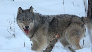 Tracking down a Wolf caught in a drag set!