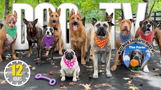 Doggy Daycare Dog TV - Entertaining Dog Videos for Dogs To Watch - Dog Bark Squeak Toy Nature Sounds