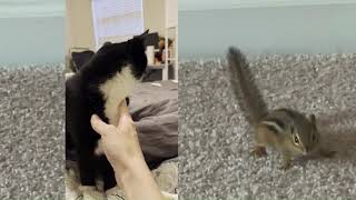 😼A Chipmunk got into a house & Fibi is not allowed to hunt it! #cat #chipmunk #hunting #dramatic
