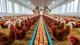 Hen Farming – Harvesting 1000+ Organic Eggs from Hens Raised on the Farm