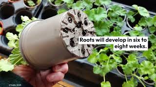 How to Grow Plants from Softwood Cuttings