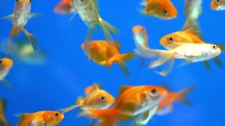 Live Jelly Cam _ Aquarium HD
