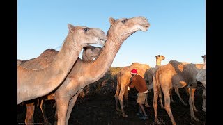 Mastitis in Camels