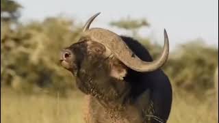 African giant buffalos fighting for dominance 