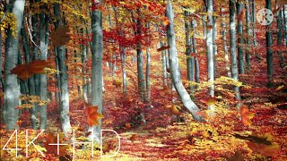 Beautiful Nature Relaxation Music, Relax, RelaxationMusic,Clam Wind
