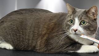 The Cutest, Sweetest, Best Cat to Groom in the Whole World