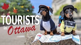 Ep 32: Crusoe & Oakley Explore the City — (Cute & Funny Dog Travel Video)