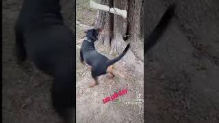 JAH JAH DAY🐾 GERMAN ROTTWEILER 9 1/2 MON......RAW VEGGIES PROTEIN DIET.    FAMILY