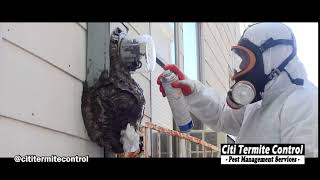 Wasp & Hornet Removal Services