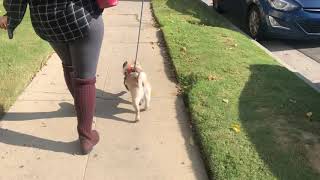 #DragFan Houston the pug