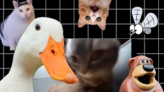 Magic Melody Random Memes