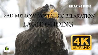 Sad Mellow Nostalgic Relaxation music, Eagle gliding 4k video