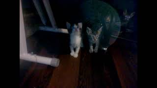 My Cats have Kittens 😺🐈