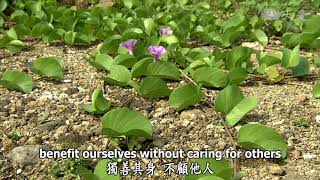 Wisdom at Dawn (Lotus Sutra) ep1234: Practicing the Lotus Sutra to Approach Nirvana