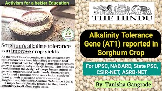 Alkalinity Tolerance Gene AT1 reported in Sorghum | The Hindu Article on Agriculture| by Tanisha